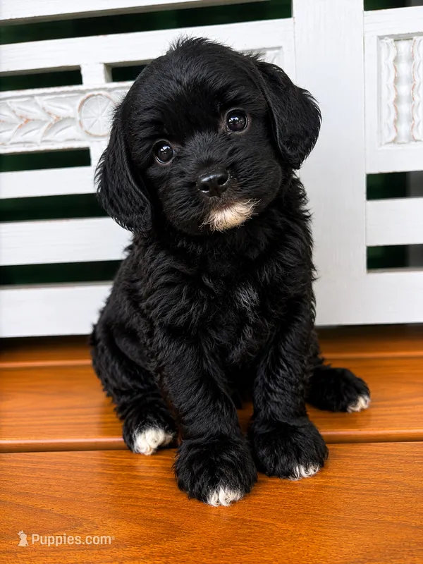 Millie – Cavapoo puppy for sale in Fort Walton Beach, FL