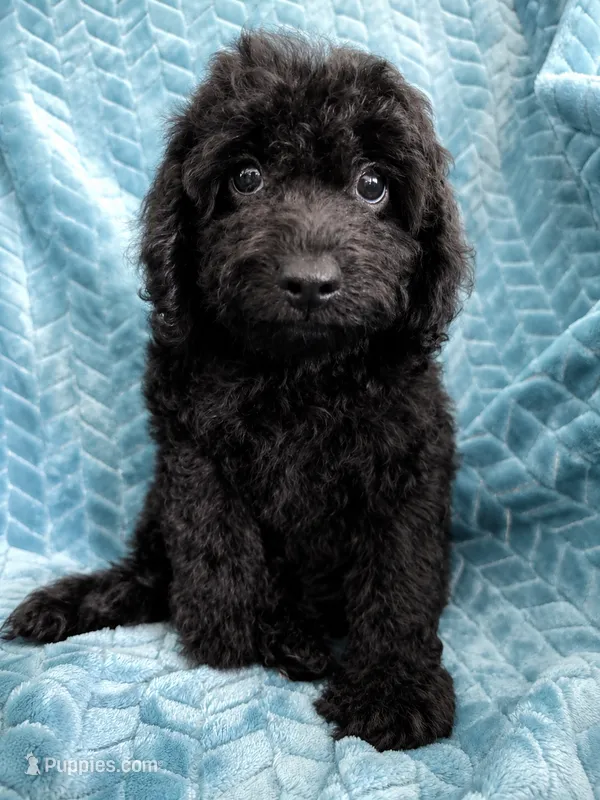 Teddy – Cavapoo puppy for sale in Fort Walton Beach, FL
