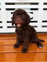 Hershey, a male Cavapoo for sale in Fort Walton Beach, FL – 4 of 7