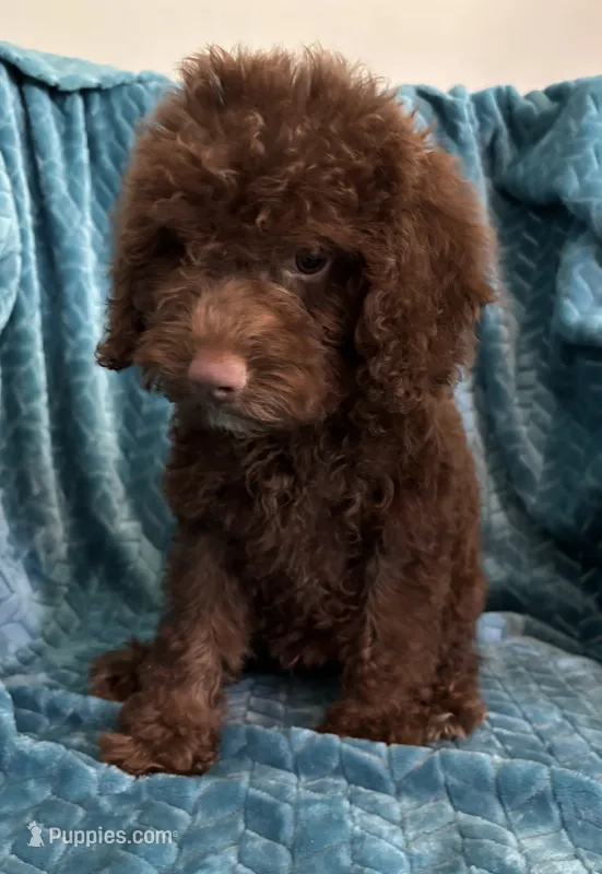Hershey – Cavapoo puppy for sale in Fort Walton Beach, FL