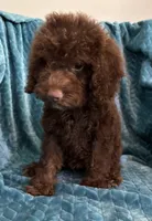 Hershey, a male Cavapoo for sale in Fayetteville, TN – 1 of 10