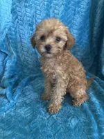 Reba, a female Maltipoo for sale in Fort Walton Beach, FL – 3 of 10