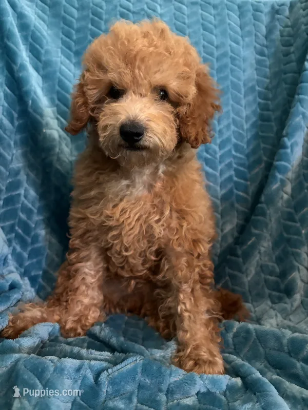 Jr – Poodle - Miniature  puppy for sale in Fort Walton Beach, FL