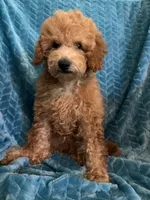 Jr, a male Poodle - Miniature  for sale in Fayetteville, TN – 3 of 10
