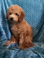 Jr, a male Poodle - Miniature  for sale in Fayetteville, TN – 6 of 10