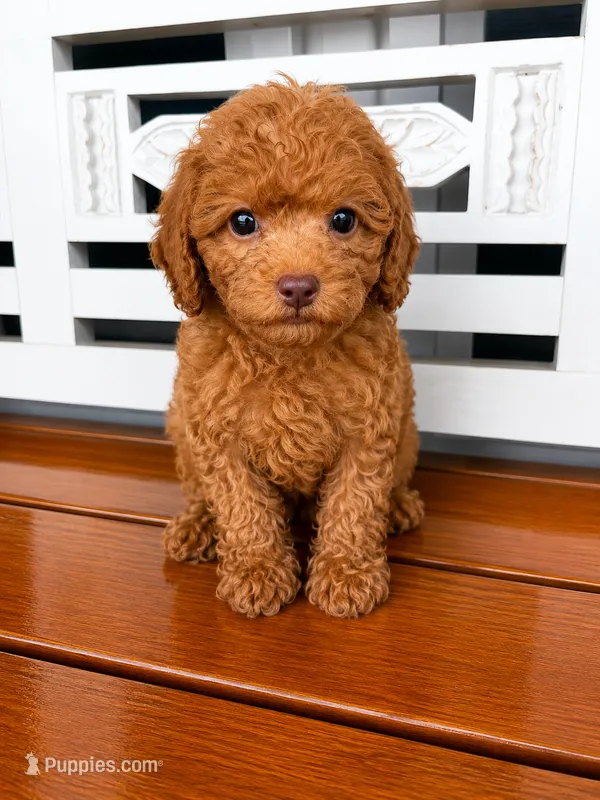 Penny – Cavapoo puppy for sale in Fort Walton Beach, FL