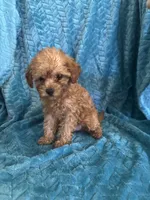 Reba, a female Maltipoo for sale in Fort Walton Beach, FL – 6 of 10