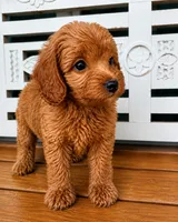 Rusty, a male Cavapoo for sale in Fort Walton Beach, FL – 4 of 7