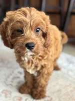 Teddy, a female Cavapoo for sale in Fort Walton Beach, FL – Photo 2 of 10