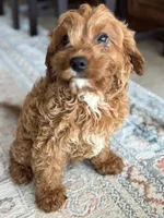 Teddy, a female Cavapoo for sale in Fort Walton Beach, FL – Photo 6 of 10