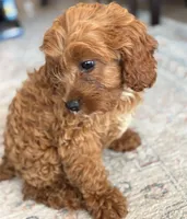 Teddy, a female Cavapoo for sale in Fort Walton Beach, FL – Photo 9 of 10