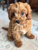 Teddy, a female Cavapoo for sale in Fort Walton Beach, FL – Photo 5 of 10