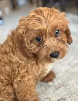 Teddy, a female Cavapoo for sale in Fort Walton Beach, FL – Photo 4 of 10