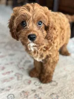 Teddy, a female Cavapoo for sale in Fort Walton Beach, FL – Photo 3 of 10