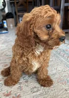 Teddy, a female Cavapoo for sale in Fort Walton Beach, FL – Photo 10 of 10