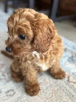 Teddy, a female Cavapoo for sale in Fort Walton Beach, FL – Photo 7 of 10
