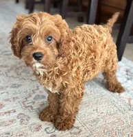 Teddy, a female Cavapoo for sale in Fort Walton Beach, FL – Photo 8 of 10