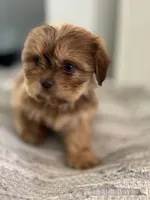 Amber , a female Cavalier King Charles Spaniel and Shih Tzu for sale in Fort Walton Beach, FL – Photo 7 of 8