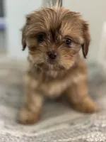 Amber , a female Cavalier King Charles Spaniel and Shih Tzu for sale in Fort Walton Beach, FL – Photo 2 of 8