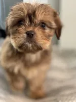 Amber , a female Cavalier King Charles Spaniel and Shih Tzu for sale in Fort Walton Beach, FL – Photo 6 of 8