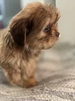 Amber , a female Cavalier King Charles Spaniel and Shih Tzu for sale in Fort Walton Beach, FL – Photo 8 of 8