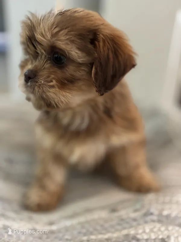 Amber , a female Cavalier King Charles Spaniel and Shih Tzu for sale in Fort Walton Beach, FL – Photo 1 of 8