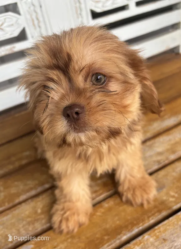 Amber  – Cavalier King Charles Spaniel, Shih Tzu puppy for sale in Fort Walton Beach, FL