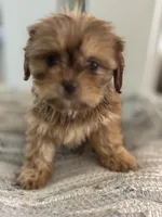 Amber , a female Cavalier King Charles Spaniel and Shih Tzu for sale in Fort Walton Beach, FL – Photo 4 of 8