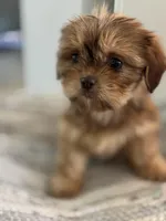 Amber , a female Cavalier King Charles Spaniel and Shih Tzu for sale in Fort Walton Beach, FL – Photo 3 of 8