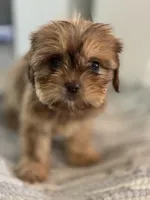 Amber , a female Cavalier King Charles Spaniel and Shih Tzu for sale in Fort Walton Beach, FL – Photo 5 of 8