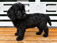 Teddy, a male Cavapoo for sale in Fort Walton Beach, FL – 5 of 8