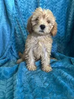 Molly, a female Maltipoo for sale in Fort Walton Beach, FL – 5 of 10