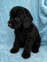 Teddy, a male Cavapoo for sale in Fayetteville, TN – 2 of 6