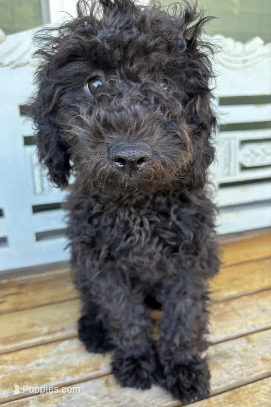 Teddy – Cavapoo puppy for sale in Fort Walton Beach, FL