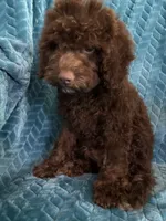Hershey, a male Cavapoo for sale in Fayetteville, TN – 9 of 10