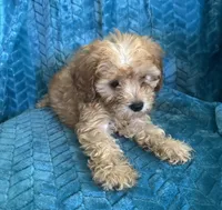 Molly, a female Maltipoo for sale in Fort Walton Beach, FL – 2 of 10