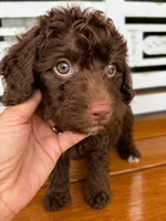 Hershey, a male Cavapoo for sale in Fort Walton Beach, FL – 7 of 7