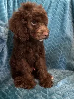 Hershey, a male Cavapoo for sale in Fayetteville, TN – 7 of 10