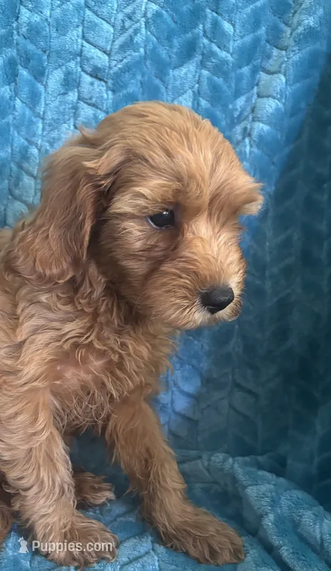 Dexter, a male Maltipoo for sale in Fort Walton Beach, FL – 1 of 9
