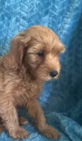 Dexter, a male Maltipoo for sale in Fort Walton Beach, FL – 1 of 9
