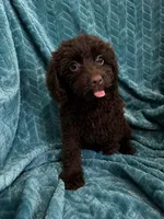 Truffles, a female Cavapoo for sale in Fort Walton Beach, FL – 5 of 6
