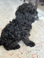 Shadow, a female Cavapoo for sale in Fort Walton Beach, FL – Photo 4 of 10