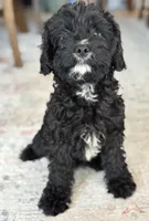 Shadow, a female Cavapoo for sale in Fort Walton Beach, FL – Photo 7 of 10