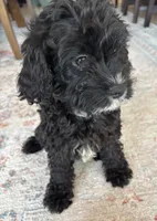 Shadow, a female Cavapoo for sale in Fort Walton Beach, FL – Photo 10 of 10