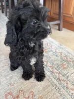 Shadow, a female Cavapoo for sale in Fort Walton Beach, FL – Photo 9 of 10