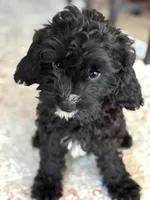 Shadow, a female Cavapoo for sale in Fort Walton Beach, FL – Photo 5 of 10