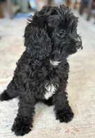 Shadow, a female Cavapoo for sale in Fort Walton Beach, FL – Photo 8 of 10