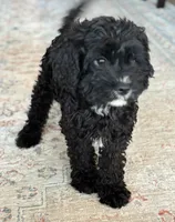 Shadow, a female Cavapoo for sale in Fort Walton Beach, FL – Photo 3 of 10