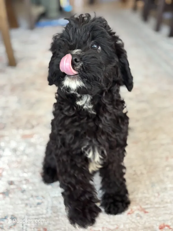 Shadow – Cavapoo puppy for sale in Fort Walton Beach, FL