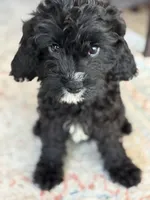 Shadow, a female Cavapoo for sale in Fort Walton Beach, FL – Photo 2 of 10